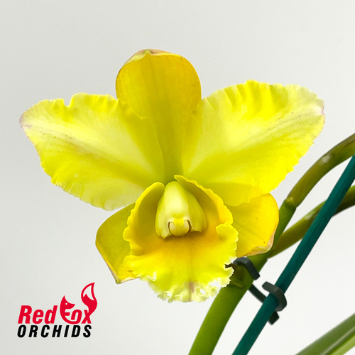 Laeliocattleya Mari's Song X Rth. Nell Hammer 'Orange Glory'