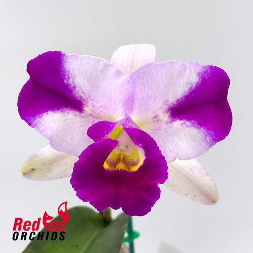 Brassolaeliocattleya Memoria Anna Balmores 'Convex' X Ctt. Marisusan