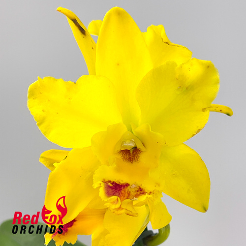 Potinara Burana Beauty 'Burana' X Blc. Topaz Lovely Dancer