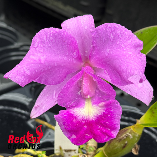 Cattleya Fennell
