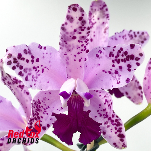 Cattleya Interglossa