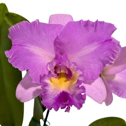 Brassolaeliocattleya (Topaz Love X Dal's Grace) X Blc. Burdekin Bells 'Mary'