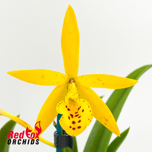 Brassolaelia Yellow Bird x Laeliocattleya Aussie Sunset