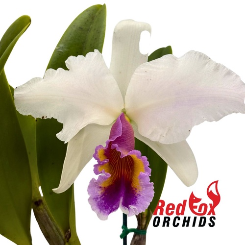 Brassolaeliocattleya George King 'Southern Cross' x Cattleya labiata var. semi-alba