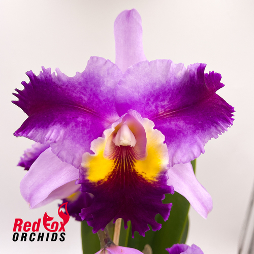 Laeliocattleya Topaz Splendid