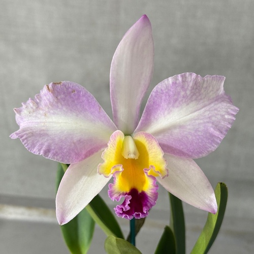 Brassolaeliocattleya Topaz Impact  X Lc. (Bonanza Queen (4n) X Liptonii (4n) 