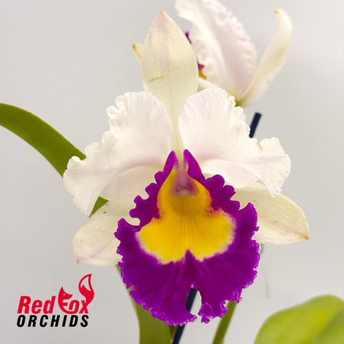 Potinara Topaz Dream Machine X Blc. Dal's Monarch 'Southern Cross'