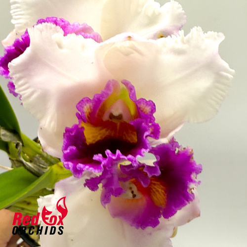 Brassolaeliocattleya Burdekin News 'Super S-A' X Blc. Topaz Impact 'Mini Mildred'