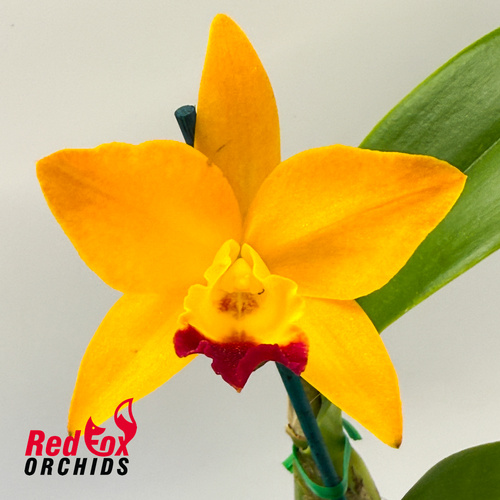 Sophrocattleya Dal's Tradition 'Scherrie' X Lc. Trick or Treat 'Good Strong'