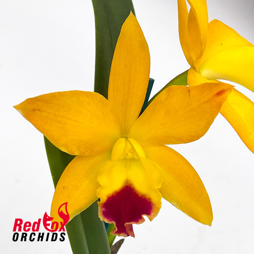 Sophrocattleya Dal's Tradition 'Scherrie' X Lc. Trick or Treat 'Good Strong'