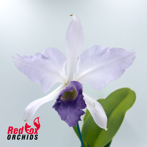 Laeliocattleya Azurata