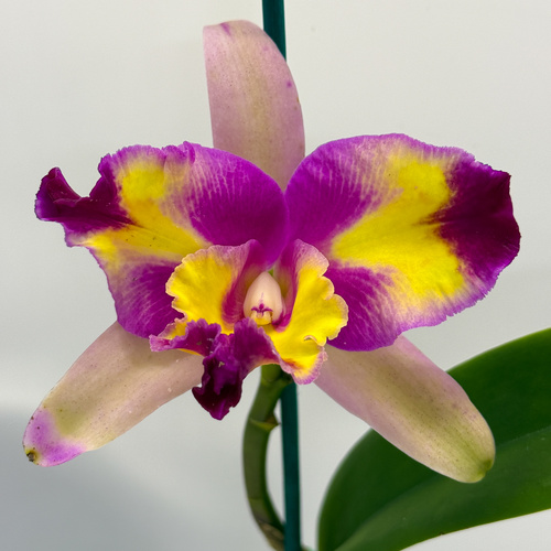 Brassolaeliocattleya Tzeng-Wen Beauty X Lc. Magic Melody