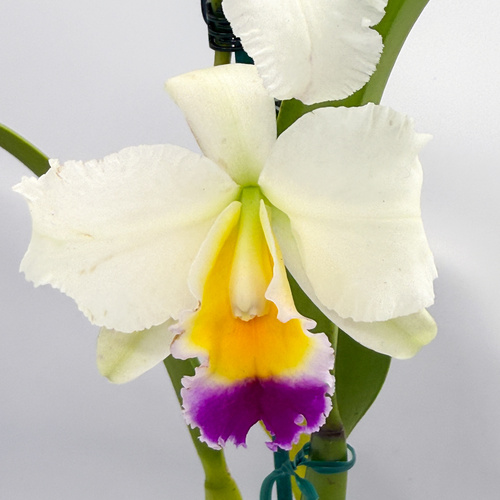 Rhyncattleanthe Kei's Love Sound X Lc. (Bonanza Queen (4n) X Liptonii (4n) (H&R))
