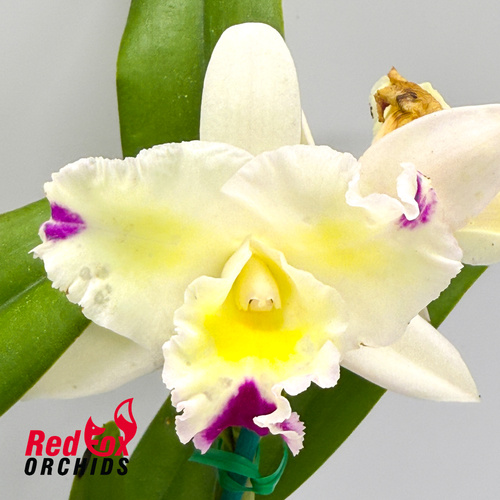 Rhyncattleanthe Momilani Rainbow 'Buttercup' X C. Magic Melody