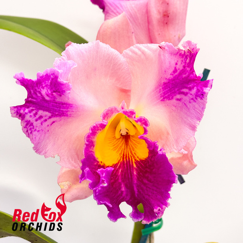 Cattleya Mildred Rives 'Orchidglade' X Rlc. (Dal's Horizon 'Orange Beauty' X Rth. (Spirit of Beau X Aussie Sunset) 'Big Round Aussie'
