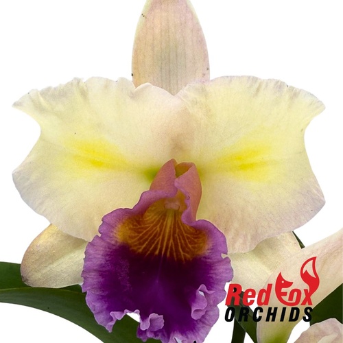 Rhyncattleanthe Topaz Breeze X Rlc. Deception Diamond