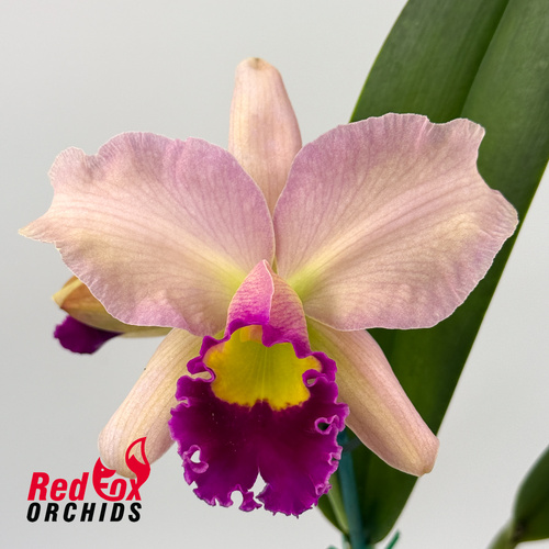 Rhyncattleanthe Topaz Breeze X Rlc. Deception Diamond