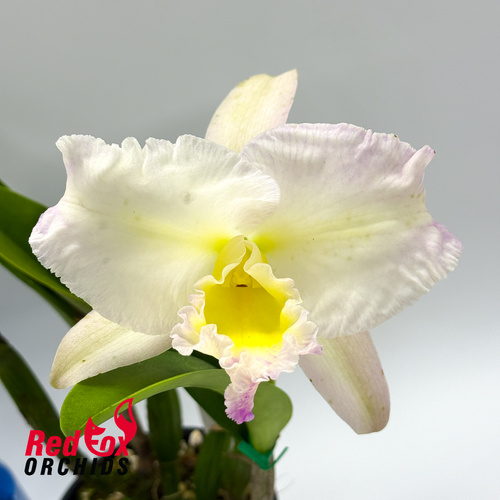 Rhyncattleanthe Topaz Breeze X Rlc. Deception Diamond