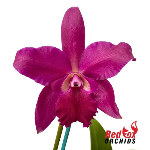 Cahuzacara Hsinying Pink Doll 'Hsinying' X C. tigrina 'Burleigh Dark #1'