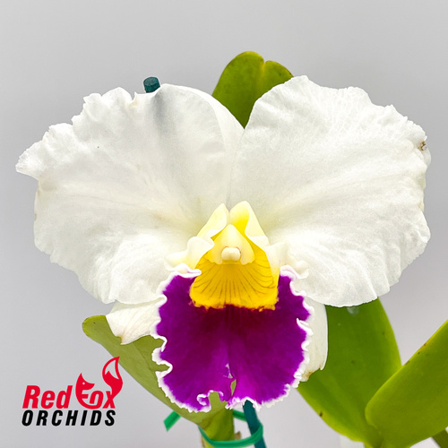 Rhyncholaeliocattleya Burdekin Springtime 'Dark Lip' X Blc. Topaz Softly