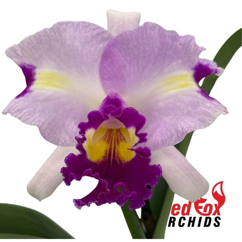 Cattleya Horace X Rlc. Deception Diamond
