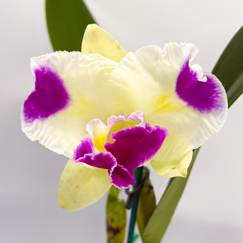 Cattleya Horace X Rlc. Deception Diamond