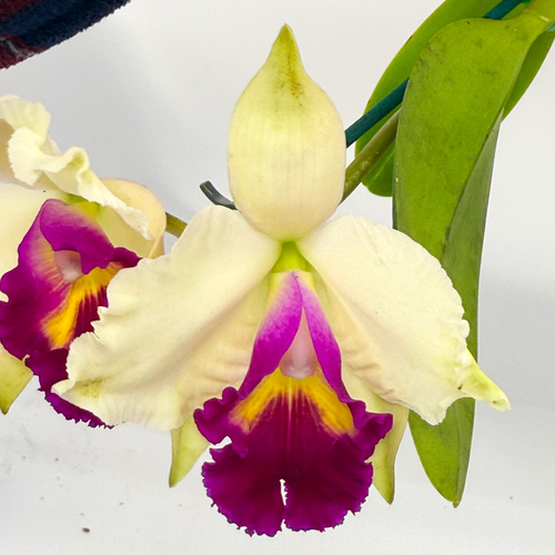 Rhyncattleanthe Kei's Love Sound X Rlc. Deception Diamond