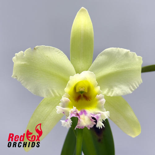 Rhyncholaeliocattleya Greenwich 'Elmhurst' x George King 'Southern Cross'