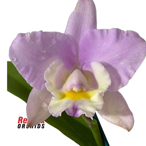 Cattleya Topaz Elite x Cattleya My Partner