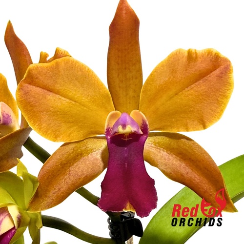 Cattlianthe Susan Holcombe 'Yellow & Red' x Cattleya bicolor