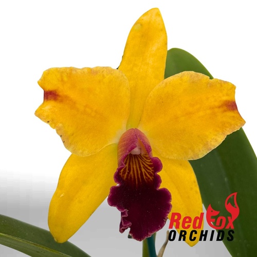 Cattleya Topaz Highlight X Rlc. Toshie Flare 'Hsinying'