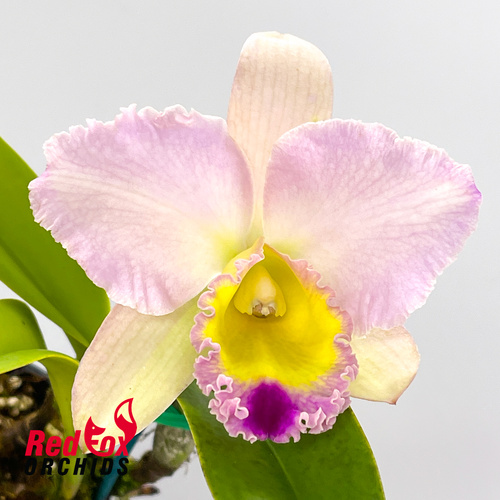 Cattleya Melody Fair X Rth. Topaz Breeze