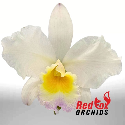 Cattleya Melody Fair X Rth. Topaz Breeze
