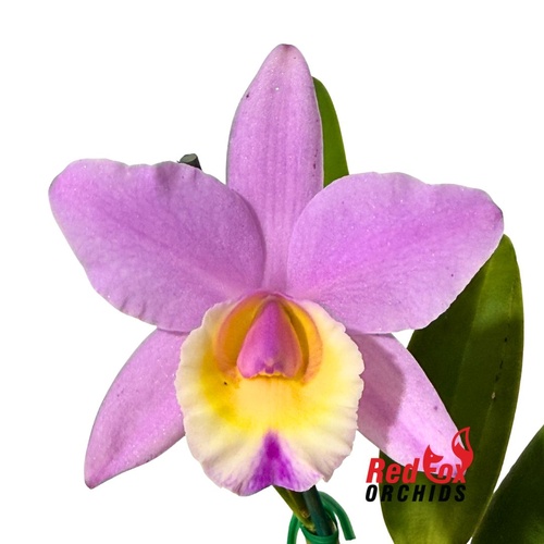 Rhyncholaeliocattleya  Amazing Thailand X Rhyncholaeliocattleya Crystal Wall