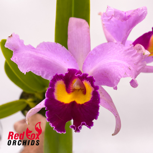 Rhyncattleanthe Kei's Love Sound X Rlc. Dal's Monarch 'Southern Cross'