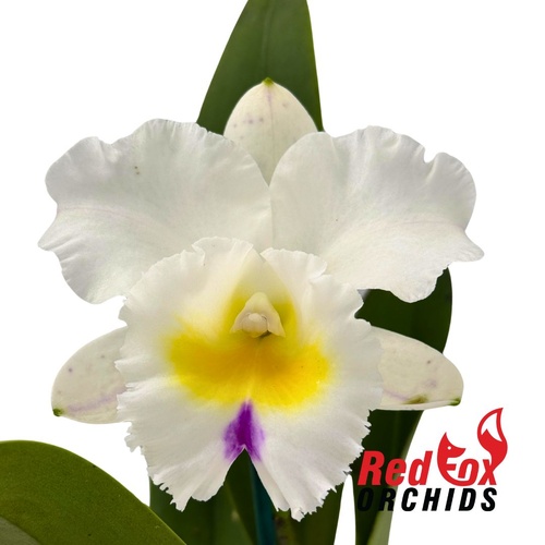 Rhyncholaeliocattleya Memoria Anna Balmores 'Convex' X Rlc. California Girl 'Orchidlibrary'