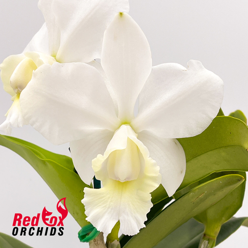 Cattleya Heathii
