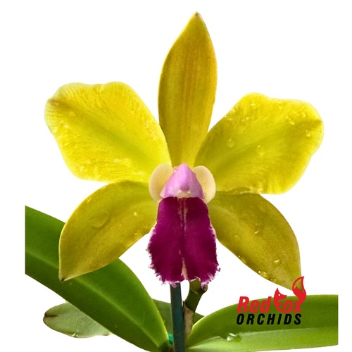 Rhyncholaeliocattleya (Greenwich x Topaz Lullaby) x Cattleya bicolor