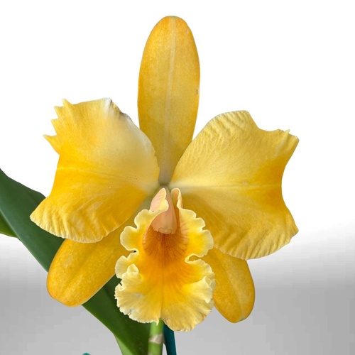 Rhyncholaeliocattleya George King 'Serendipity' X Ctt. Aussie Sunset 'Cosmic Fire'