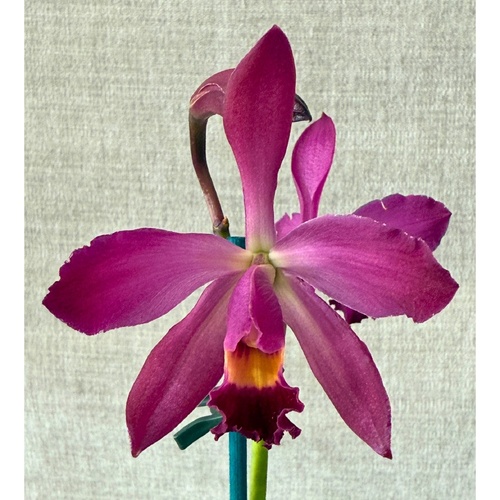 Bullara (Love Sound X alata) X Ctt. Aussie Sunset 'Cosmic Fire'