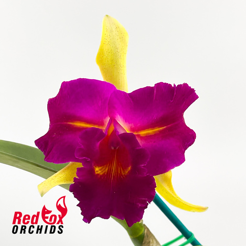 Rhyncholaeliocattleya Tzeng-Wen Beauty X Rth. Lovely Toshie 'H&R'