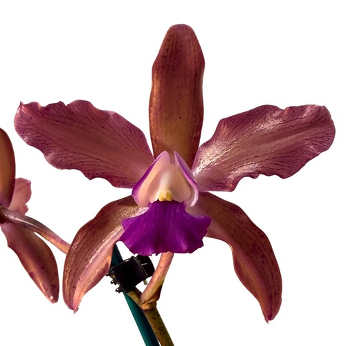 Laelia (Schom) undulata 'No3 Kuranda' X C. Penny Kuroda (Caudebec Gp) 'Southern Cross' (4n)