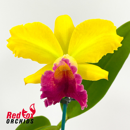 Cattlianthe Varut Startrack X Rlc. (Toshie Flare X Glenn Maidment)