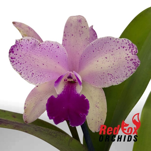 Cattlianthe Aussie Sunset 'Cosmic Fire' X C. amethystoglossa (4n)