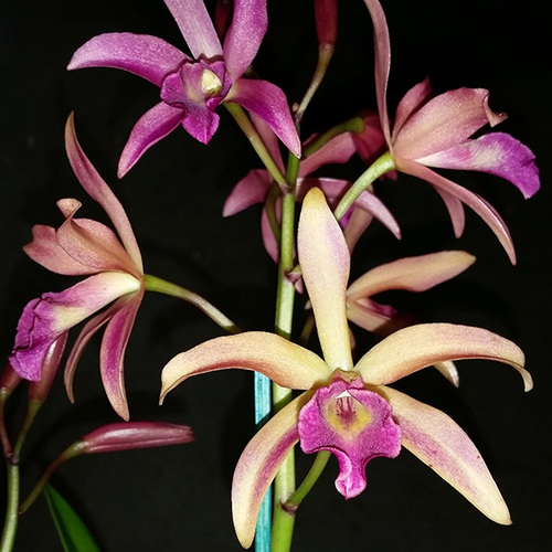 Brassocatanthe Topaz Painter 'Pallete'