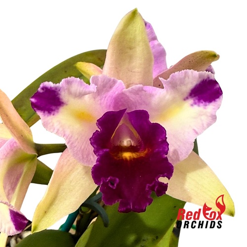 Rhyncholaeliocattleya Chyong Guu Linnet x Cattleya luteola