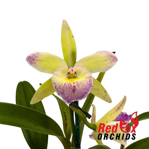 Brassavola Little Stars X Rlc. Mr. Chang 'Coach'