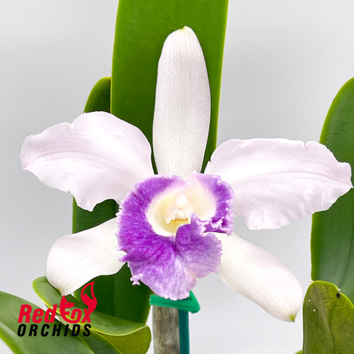 Cattleya C. G. Roebling 'Blue Indigo' X C. intermedia coerulea (4n) 'Big & Fat'
