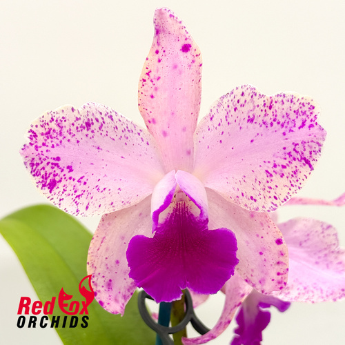 Cattlianthe Susan Holcombe X C. amethystoglossa (4n)
