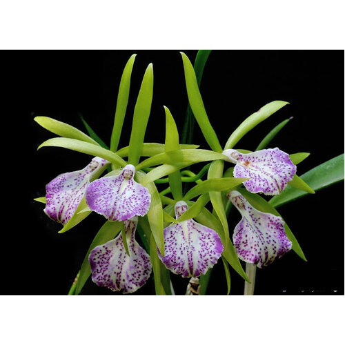 Brassocattleya Binosa